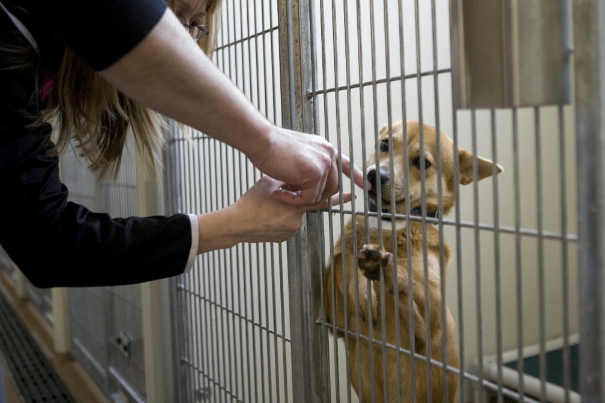 dog in cage